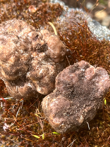 Tuber gibbosum