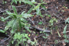 Cryptolepis capensis