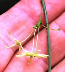 Cryptolepis capensis