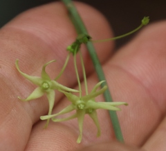Cryptolepis capensis