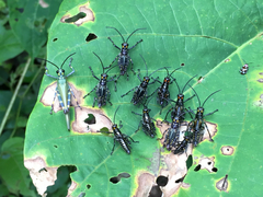 Chromacris psittacus