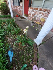 Hippeastrum hybridum