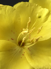 Eulobus crassifolius