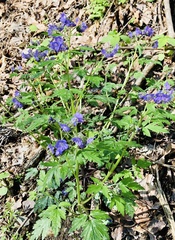 Phacelia bipinnatifida