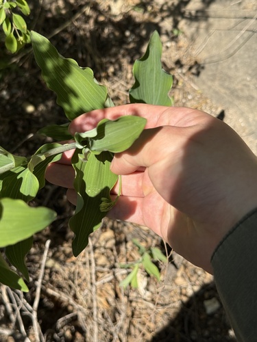 Polygonatum macropodum, photograph 1