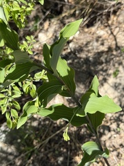 Polygonatum macropodum