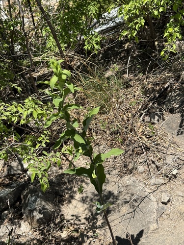 Polygonatum macropodum, photograph 2