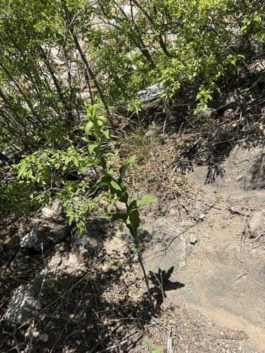 Polygonatum macropodum, photograph 3