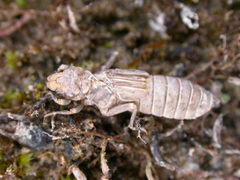 Stylogomphus albistylus