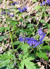 Phacelia bipinnatifida