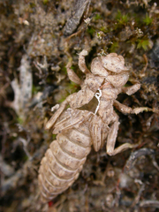 Ophiogomphus anomalus