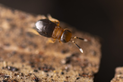 Neodusmetia sangwani in life