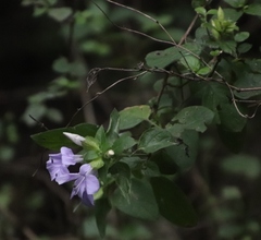 Barleria gueinzii