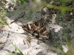 Cerocala vermiculosa