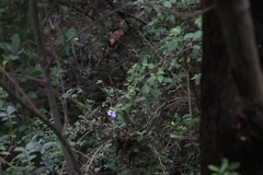 Barleria gueinzii