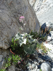 Adenostyles leucophylla