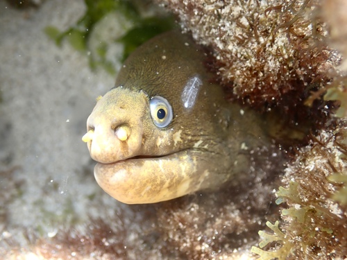Freckled moray (Echidna nocturna) — Muraenidae — 4