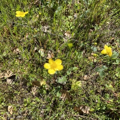Ranunculus occidentalis occidentalis