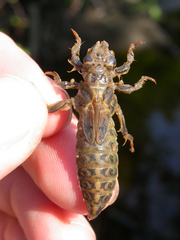 Stylurus scudderi