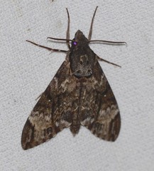 Psilogramma menephron