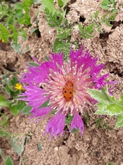 Leptopalpus rostratus