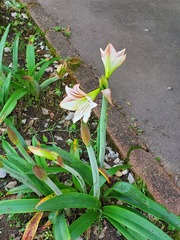 Hippeastrum hybridum