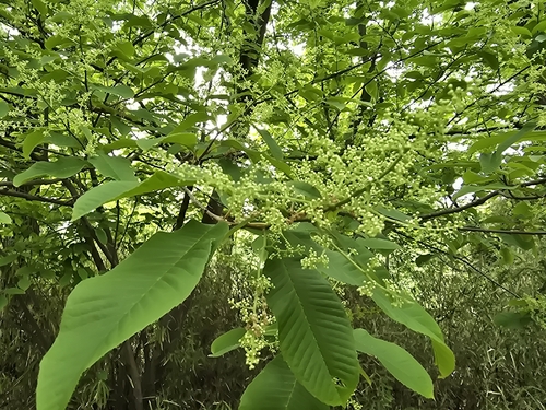 Meliosma myriantha