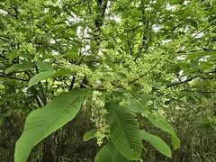 Meliosma myriantha