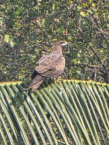 Black Kite
