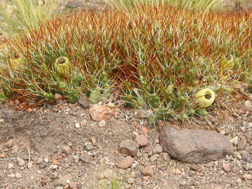 Maihueniopsis molfinoi