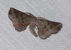 Parepisparis multicolora