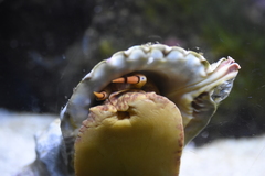 Tonnoidea