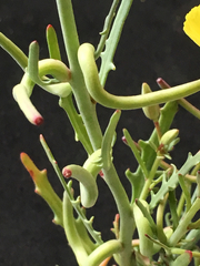 Eulobus crassifolius