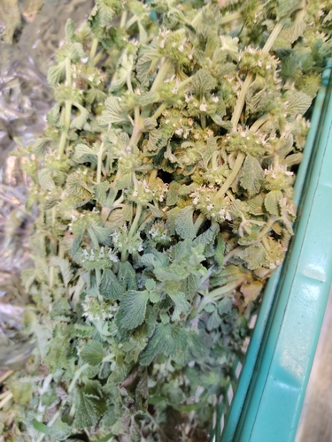 White Horehound