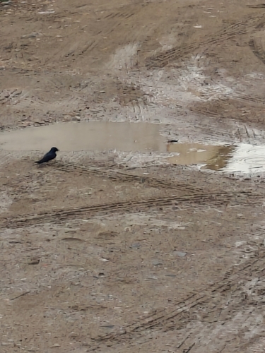 Barn Swallow