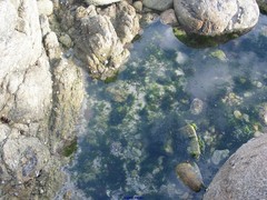 Anemonia viridis