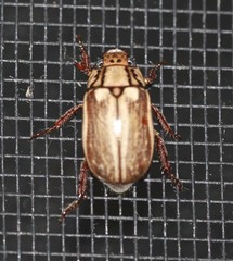 Anoplognathus abnormis