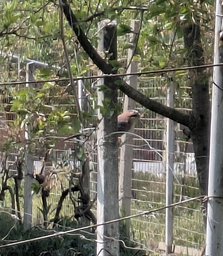 Eurasian Jay