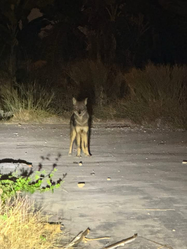 Golden Jackal