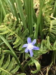 Scilla forbesii