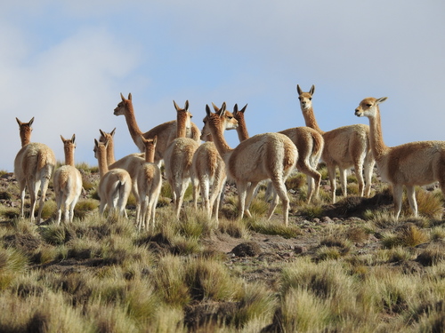 Vicuña