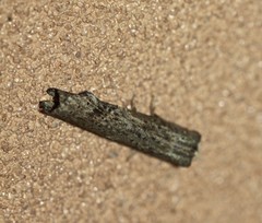 Ortholomia moluccana