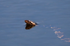 Nerodia fasciata