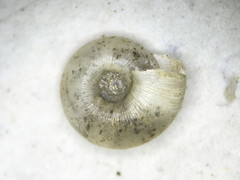 Zonitoides lateumbilicatus
