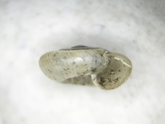 Zonitoides lateumbilicatus
