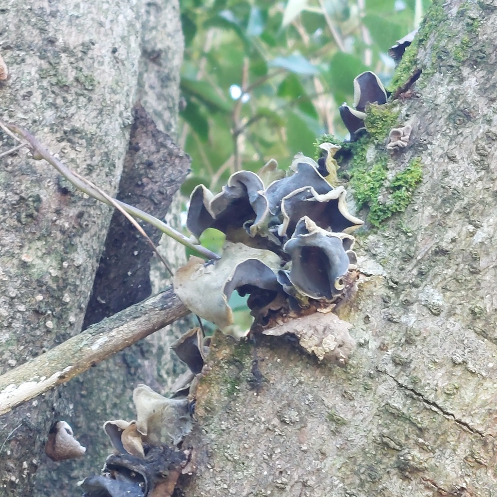 Auricularia cornea · April 2026 · photo: © catchwords (iNaturalist, cc-by)