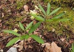Cardamine enneaphyllos