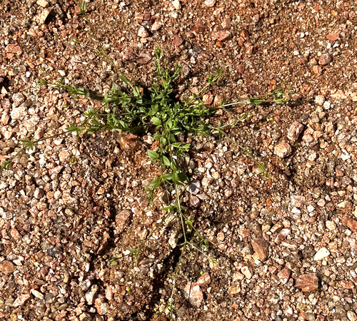 Arenaria benthamii, 2026-04-24