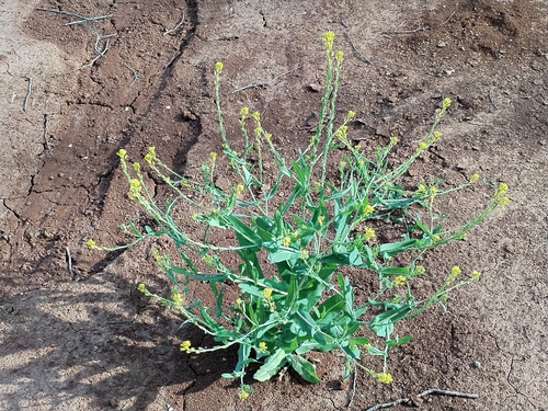Myagrum perfoliatum iNat (3)