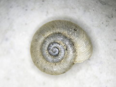 Zonitoides lateumbilicatus